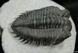 Big Eyed Coltraneia (Treveropyge) Trilobite #452-1